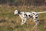 DALMATIEN 433